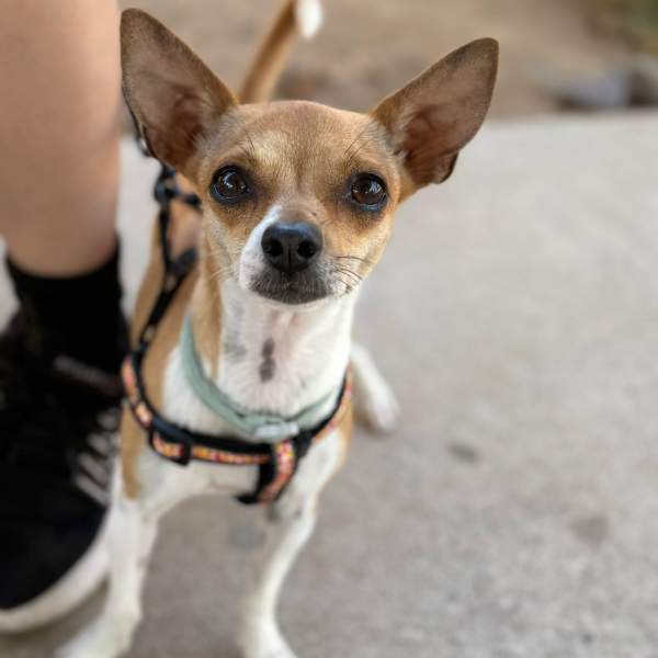 Gobierno de Sonora brinda servicios de esterilización en beneficio de animales de compañía en CECYTE Hermosillo IV